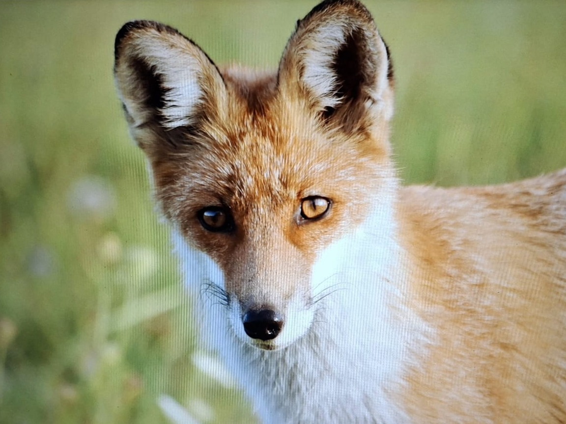 Spotkanie z edukatorką z Nadgoplańskiego Parku Tysiąclecia w Kryszwicy